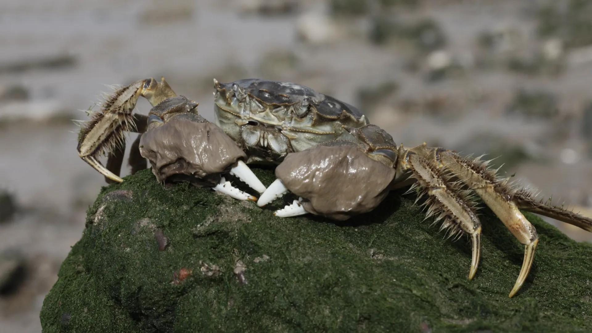 The Ballast Water Management Convention prevents the spread of invasive species like the Chinese mitten crab shown in this image.