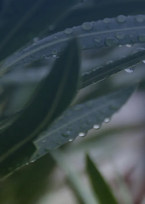 Image of a green leaf symbolizing Berger Maritiem's passion for sustainability in shipping.