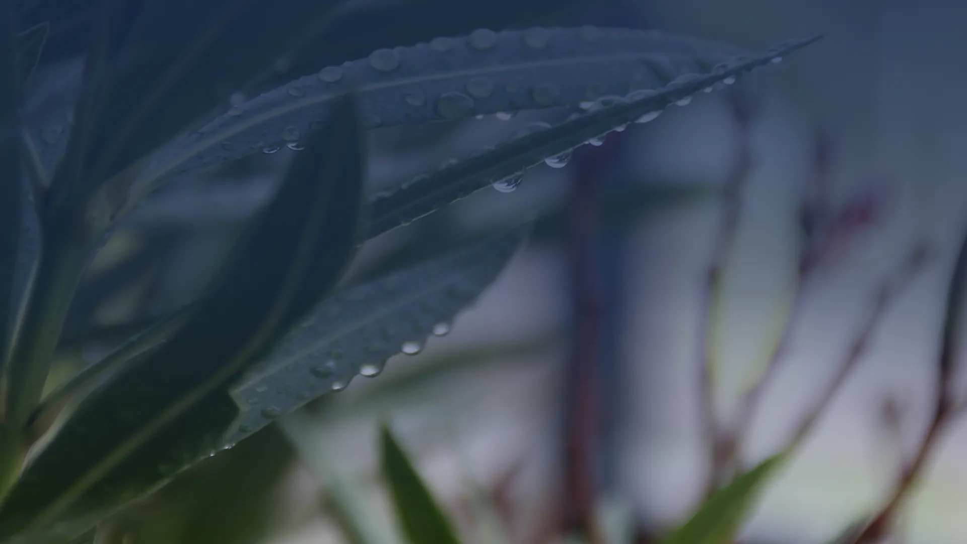 Image of a green leaf as a symbol of Berger Maritiem's passion for sustainability in the maritime industry.