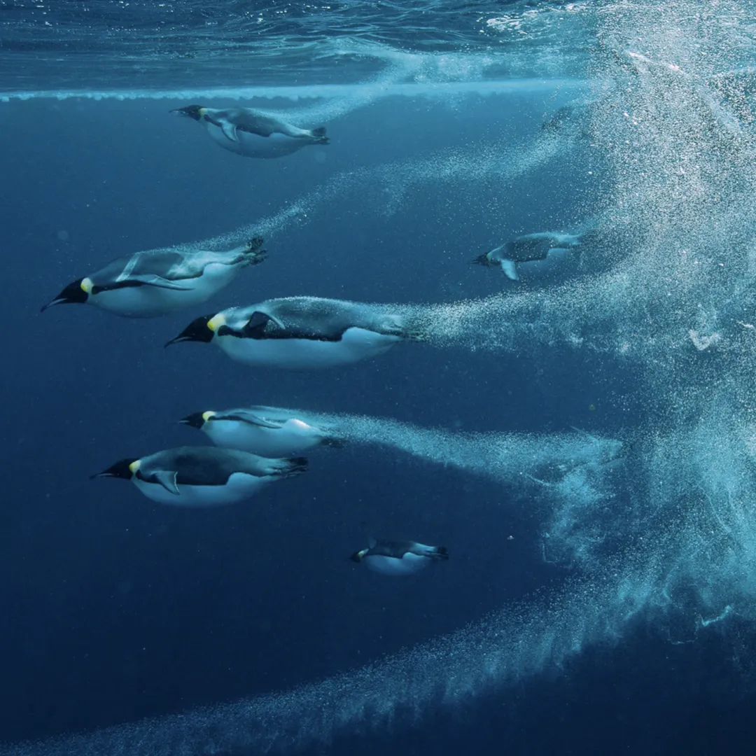 This image shows the hull-optimizing effect of the air lubrication system, similar to that seen in penguins.